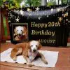 Augie, the Golden Retriever Celebrated Her 20th B-Day & Became the Oldest GR in History