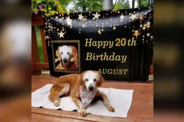 Augie, the Golden Retriever Celebrated Her 20th B-Day & Became the Oldest GR in History