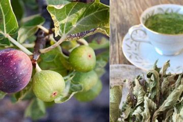 Fig Leaf Tea: Health Benefits & Uses (+Possible Risks!)