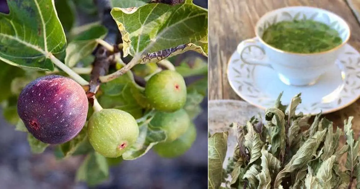 fig-leaf-tea-health-benefits-uses-possible-risks