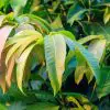 5 Science-Backed Health Benefits of Mango Leaves