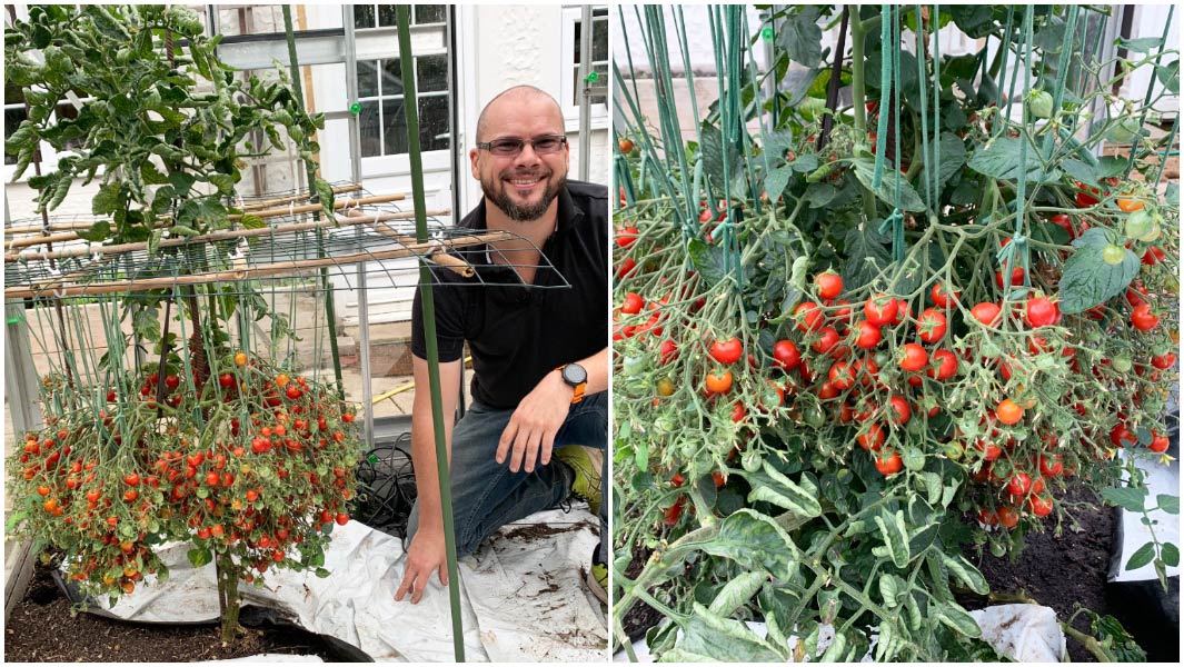 Gardening Dad Breaks World Record by Growing 1,269 Tomatoes on a Single