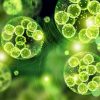 6 Reasons Why Adding Algal Oil to Your Diet Will Better Your Overall Health (Great for Vegetarians!)