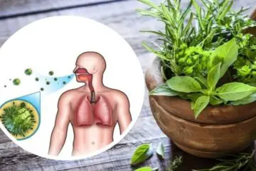 Five Best Herbs for Respiratory Support & Lung Detox