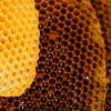 World’s First 3D Printed Wood Log Beehive Hope for Struggling Bee Populations