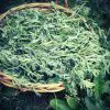 Artemisinin from Sweet Wormwood: A Promising Cancer Treatment Ingredient?