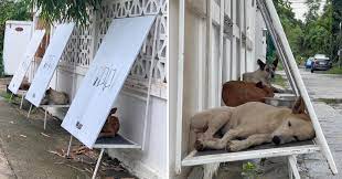 Thai Locals Are Building these Little Shelters for Stray Dogs