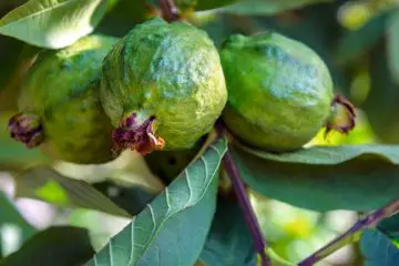 5 Impressive Reasons Why Guava Leaves Should Be Part of Every Healthy Diet