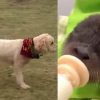 Three-Legged Dog Battling Cancer Rescues a Baby Otter from the River