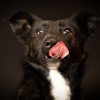 Photographer Helps Overlooked Shelter Pets Get Adopted by Making Striking Pawtraits
