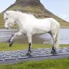 Apparently, Iceland Has Horses that Respond to Work Emails on a Giant Keyboard while You’re on Vacation