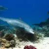 Dolphins Self Heal by Rubbing their Skin on Mucus-Oozing Corals
