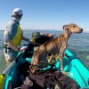 Man Rescues a Starving Dog Alone on a Remote Island & Takes Him Home