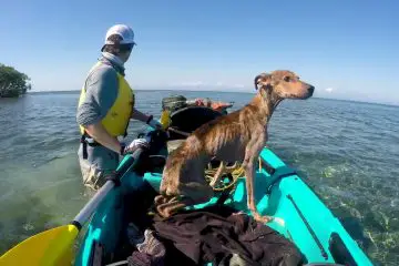 Man Rescues a Starving Dog Alone on a Remote Island & Takes Him Home