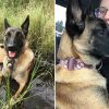 Hero Dog Takes on a Mountain Lion to Save His Owner’s Life