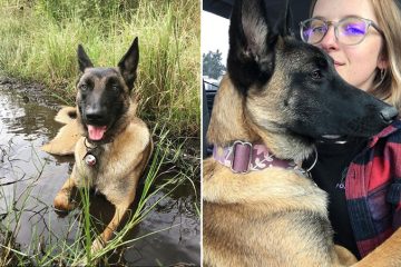 Hero Dog Takes on a Mountain Lion to Save His Owner’s Life
