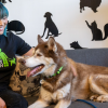 Utah Pets now Have a Safe Place to Stay If Their Owners Start Treatment for Alcohol or Drug Abuse