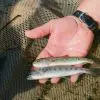 Juvenile Salmon Number Increases more than 150 Times Thanks to Habitat Restorations in Washington State