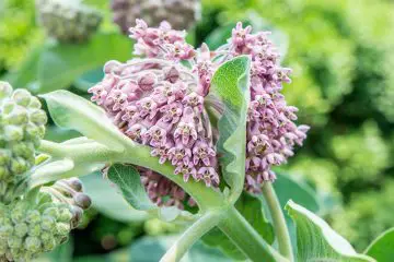 Milkweed Is the No.1 Plant You Need to Add to Your Garden ASAP