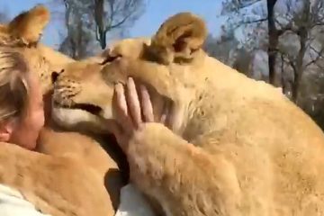 Woman in Switzerland Raised Two Lions That Were Confiscated by the Authorities: This Happened when They Reunited Seven Years Later