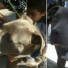 Heroic Act: Pit Bull Saves His Family from a House Fire & Pulls Out the Baby by Her Diaper