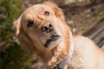 Dogs Can Really Smell a Bad Person, Concluded Scientists