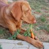10 Human Foods that can Harm (& even Kill!) Your Beloved Dog or Cat