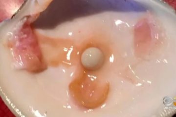Couple Finds a Pearl Worth Thousands During Dinner at the Lobster House