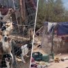 150 Healthy & Happy Dogs Found Living with a Homeless Family in this Arizona Desert