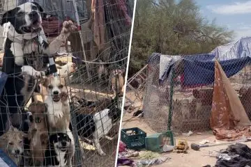 150 Healthy & Happy Dogs Found Living with a Homeless Family in this Arizona Desert