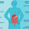 Why Is Your Digestive System Not Functioning Properly & How to Fix It