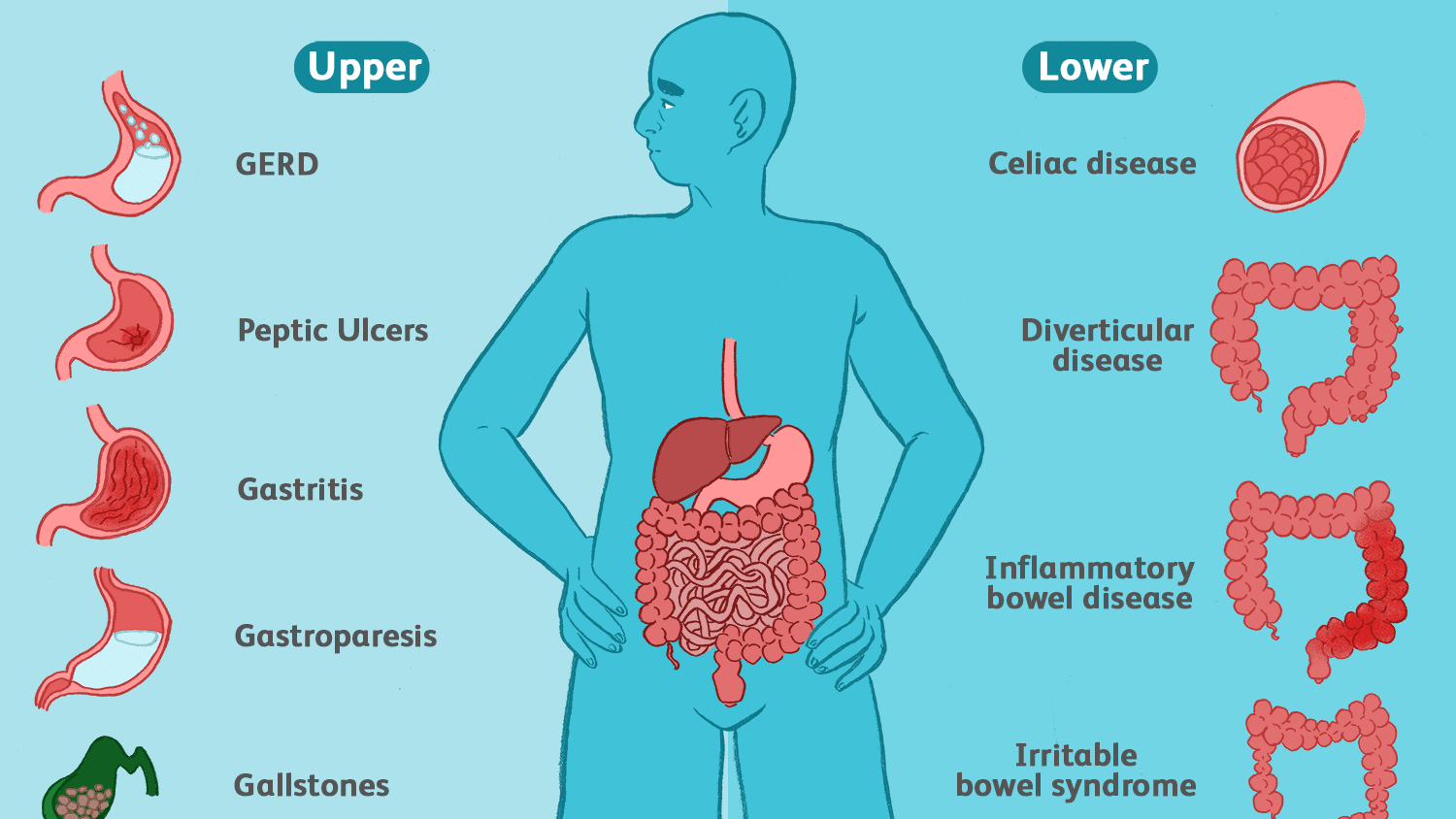 Why Is Your Digestive System Not Functioning Properly & How to Fix It