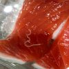 Parasitic Worm Population Skyrocketing in Fish Species Used for Sushi