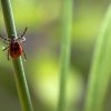 Johns Hopkins Study Discovers: These 7 Herbs Can Kill Lyme Bacteria & Alleviate Painful Symptoms