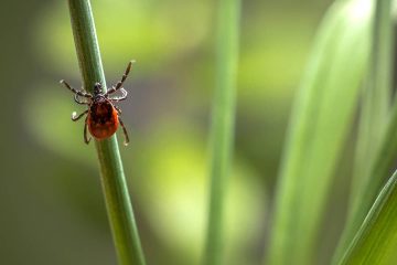 Johns Hopkins Study Discovers: These 7 Herbs Can Kill Lyme Bacteria & Alleviate Painful Symptoms