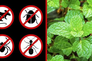 8 Plants that Help Repel Mice, Spiders & Other Insects