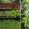 If You Plant These Medicinal Seeds in Your Garden, This Is What You Should Expect