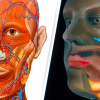 Scientists Accidentally Discover a New Organ in the Human Body