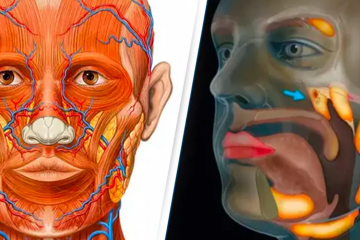 Scientists Accidentally Discover a New Organ in the Human Body