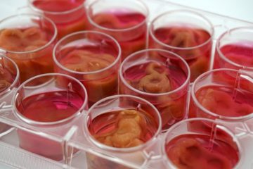 Scientists Create Meat from Human Cells, but Claim It’s Not Cannibalism?