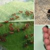 10 Bugs You Should Never Kill in Your Garden