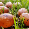 If You Notice These Eggs in Your Backyard, You Need to Burn Them Immediately: How to Recognize & Manage Tick Eggs