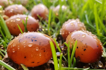 If You Notice These Eggs in Your Backyard, You Need to Burn Them Immediately: How to Recognize & Manage Tick Eggs