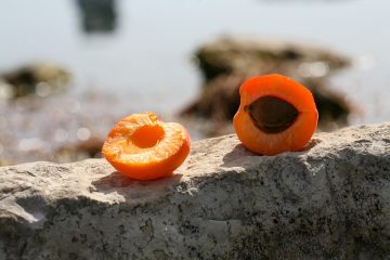 This Is Why You Should Keep Apricot Seeds