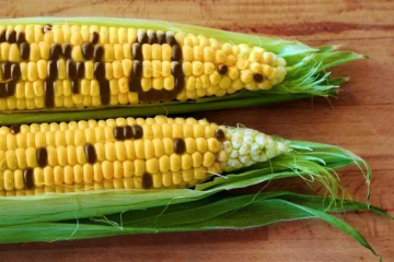 Unlocking the GMO Mystery: Making Conscious Choices for a Healthier Life