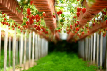 First Genetically Modified Strawberries to Hit Stores Soon