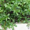 Health Benefits of Purslane