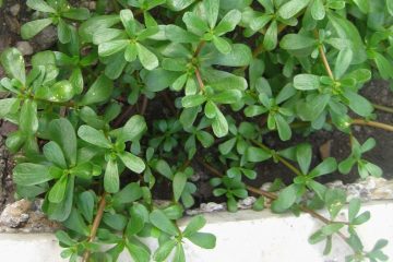 Health Benefits of Purslane