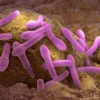 When Leftovers Turn Lethal: A Holistic Health Perspective on the Botulism Warning