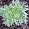 How to Use Plant Leaves to Naturally Repel Flies and Mosquitoes
